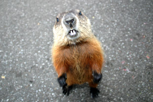 Woodchuck